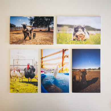 Animal Photo Greeting Cards (5pk)