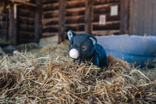 Tofu the Pig Plushie