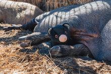 Tofu the Pig Plushie