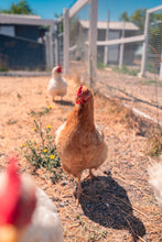 Hope Chicken Plush