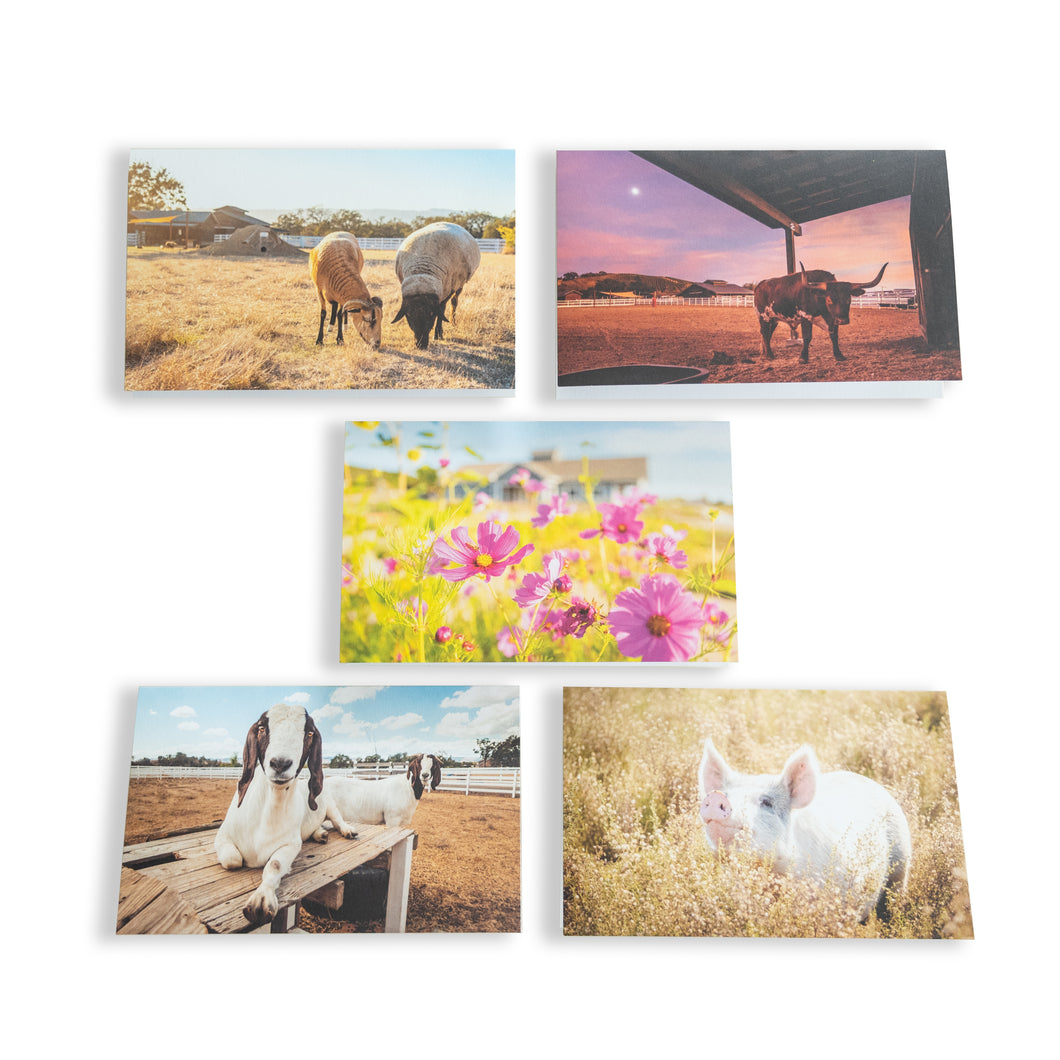 Animal Photo Greeting Cards (5pk)